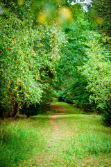 Fototapeta na wymiar Tree lined woodland path, Natural Woodland