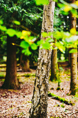 Naklejka premium Natural Woodland UK