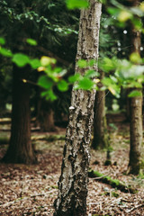 Obraz premium Natural Woodland UK