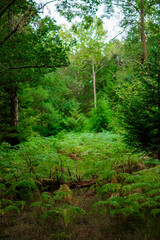 Ferns growing in a clearing, Natural Woodland