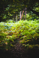 Footpath trhough Natural Woodland