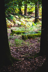 Footpath trhough Natural Woodland