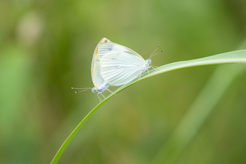Couple of small white butterflies mate on a grass leaf.