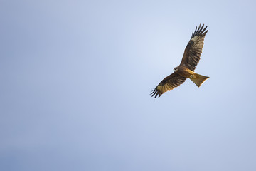 Black kite flies in the blue sky.