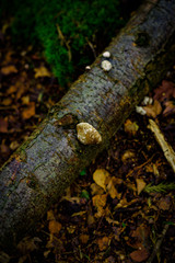 Fungus growing on a fallen tree, Natural Woodland