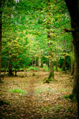 Hiking Trail, Natural Woodland