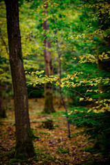 Autumn Leaves, Natural Woodland