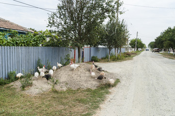 Village perspective/Flock of hens on a heap of sand near the households fences but outside the dirt road where a vehicle is approaching from the distance.