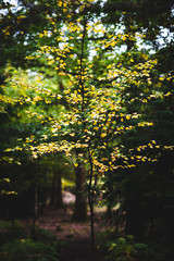 Autumn Leaves, Natural Woodland