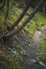 camino entre arboles