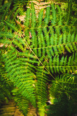 Fern leaves close up, Natural Woodland