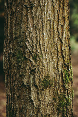 Tree trunk background, Natural Woodland