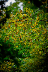 Changing autumn leaves, Natural Woodland