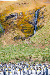 Cute Penguins Seals Sea Lions Elephant