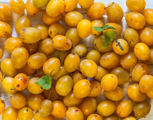 Yellow plums on a white background.