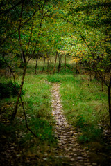 Fototapeta premium Natural Woodland Hiking Trail