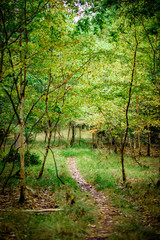 Natural Woodland Hiking Trail