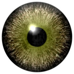 Colorized brown 3d human eyeball, isolated white background, black pupil