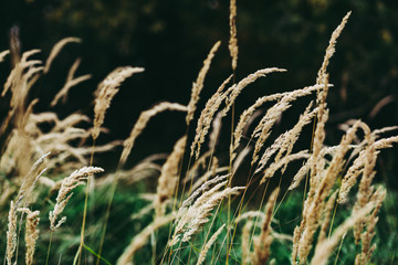 Obraz premium Wild grass around a Natural Woodland environment.