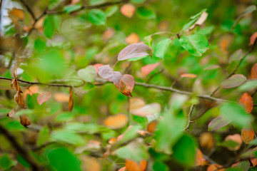 Obraz na płótnie Canvas Autumn Leaves, Natural Woodland Background