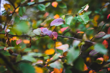 Autumn Leaves, Natural Woodland Background