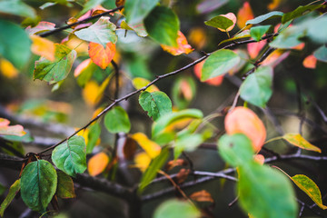 Autumn Leaves, Natural Woodland Background