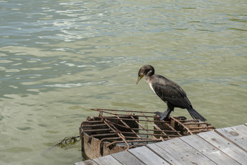 Cormorant sitting on a rusty vent hole, near a wooden pontoon in Danube Delta, Romania