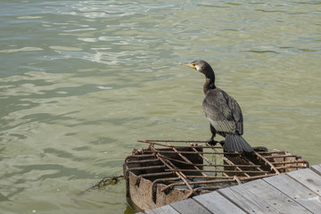 Cormorant sitting on a rusty vent hole, near a wooden pontoon in Danube Delta, Romania