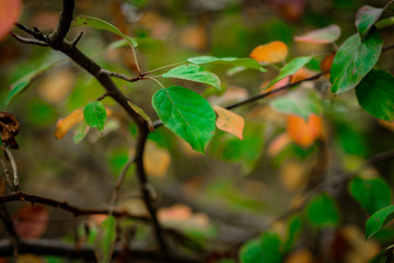 Autumn Leaves, Natural Woodland Background