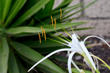 Fototapeta premium Tropical white Spider Lily exotic flower (Hymenocallis) in the garden of Tenerife, Canary Islands,Spain.Selective focus.