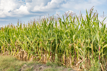 Young corn growing during the summer