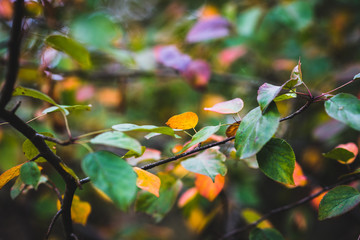 Autumn Leaves, Natural Woodland Background