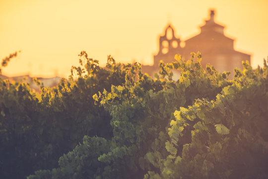 The vineyards in the district of Nieva (Segovia, Spain). White wines of the highest quality grapes, belonging to Rueda Designation of Origin Wine. In the background the church of Codorniz
