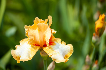 Iris