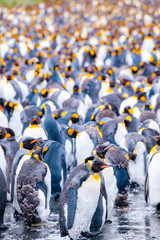 Beautiful shots of cute penguins in the Antarctica snow