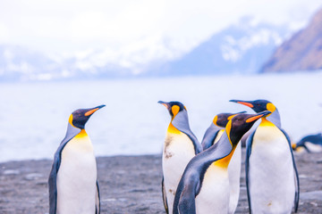 Fototapeta premium Beautiful shots of cute penguins in the Antarctica snow