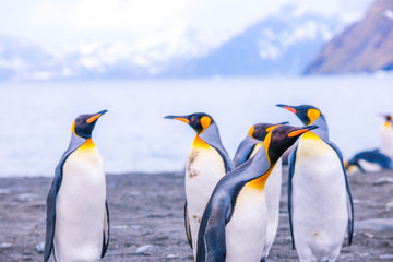 Fototapeta na wymiar Beautiful shots of cute penguins in the Antarctica snow