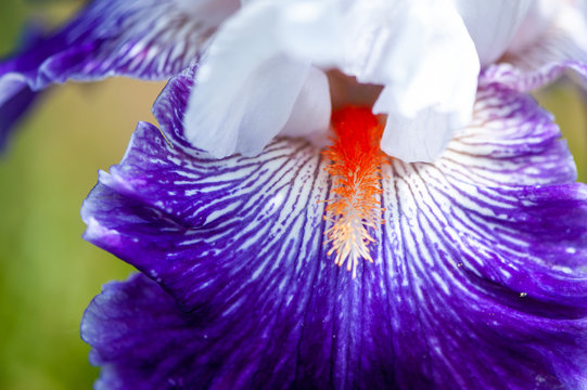 Close up sur les pistils d'un iris blanc violet