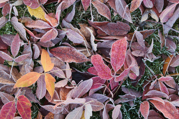 Colorful frozen fallen leaves, autumn background.