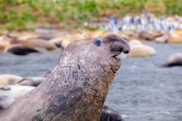 Portrait shots of seals, sea lions and elephant seals in Antarctica