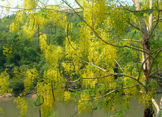 Fototapeta premium Yellow tree on the background of vegetation. Thailand