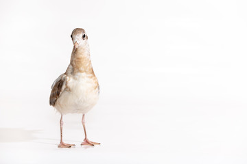 Adorable lake seagull isolated on white background