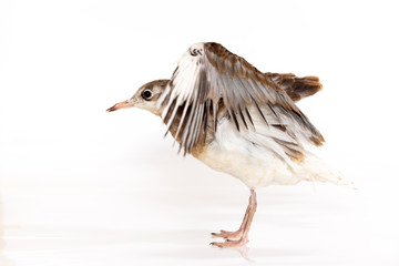 Adorable lake seagull isolated on white background