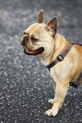 Fototapeta premium Close up of an English bull dog in the street