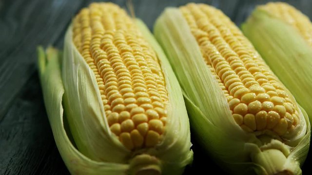 Closeup three ripe yellow appetizing corn ears with green leaves on table 