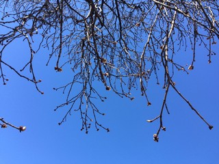 The sky through the tree