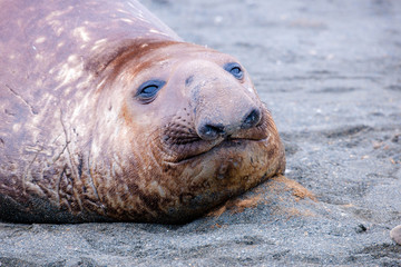 Portrait shots of seals, sea lions and elephant seals in Antarctica