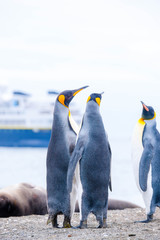 Portrait shots of cute penguins in Antarctica