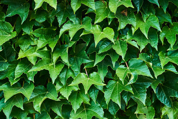 Ivy creeper leaves green close up  background