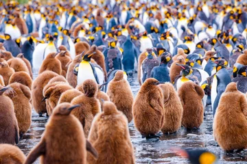 Gordijnen Portrait shots of cute penguins in Antarctica © Jared